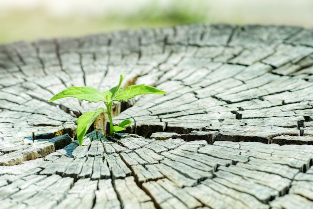 A strong seedling growing in the center trunk tree as a concept of support building a future Premium Photo