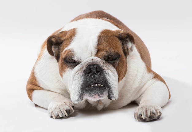 Premium Photo | Studio portrait of an angry english bulldog dog against ...