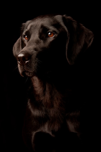 黒 背景に隔離された犬のスタジオの肖像 プレミアム写真
