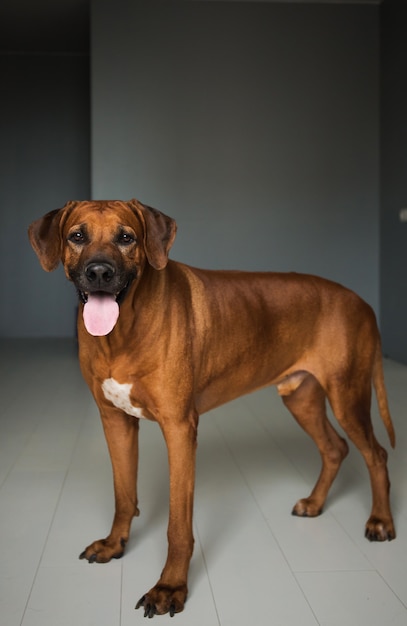 rhodesian ridgeback gray