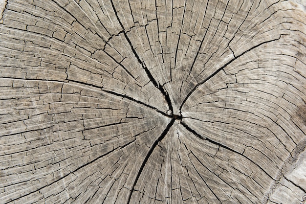 木の切り株 木の幹の断面 プレミアム写真