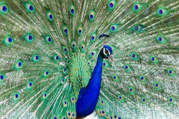 Premium Photo | Stunning indian male peacock with open wings showing ...