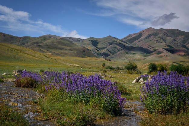 晴れた夏の日の見事な山の風景 手前には 山々に青い花が咲き 白い雲が澄んだ空を背景にした植物 プレミアム写真