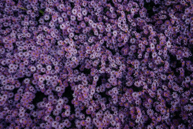 紫のアスターの驚くほど美しい花壇 花春 プレミアム写真
