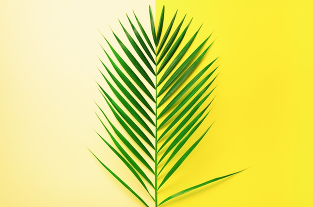 Styled summer concept. tropical palm leaves on yellow and blue