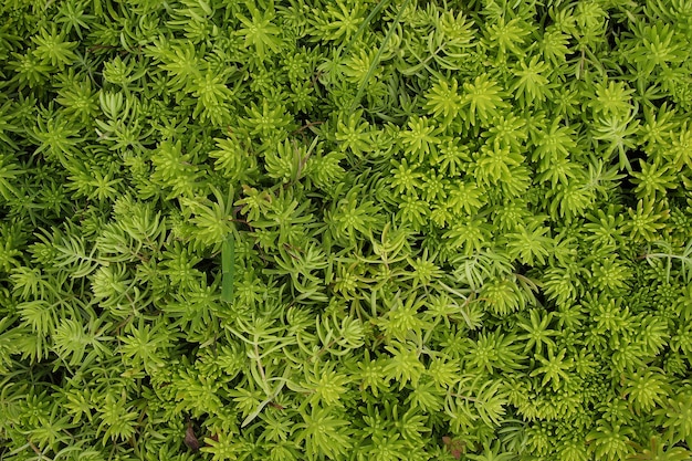 多量の地上被覆植物 抽象的な緑のテクスチャの背景 プレミアム写真