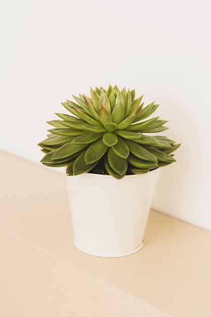 Succulent plant indoor decorative flower pots Premium Photo