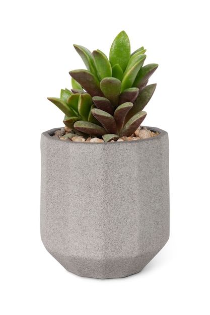 Download Free Photo Succulent Plant Mockup In A Small Gray Pot