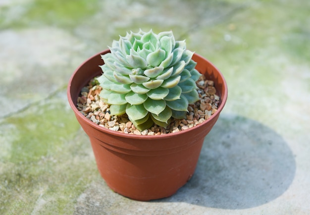 Succulent Plant In Pot For Decorate In The Garden Home Or Work