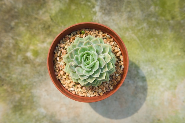 Succulent Plant In Pot For Decorate In The Garden Home Or Work