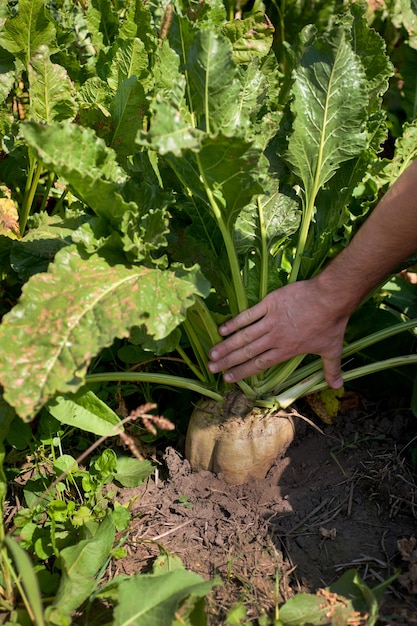 Sugar beet and human hand on field Premium Photo