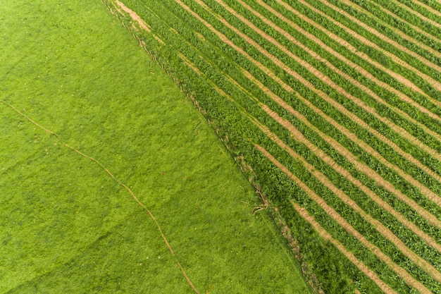 Premium Photo | Sugar cane hasvest plantation aerial. aerial top view ...