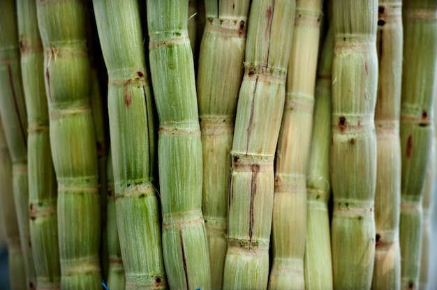 Premium Photo | Sugar cane peeled