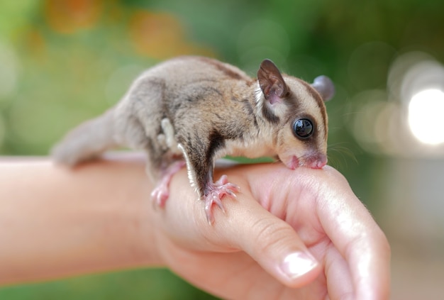 Premium Photo Sugar Glider Australia Sugar Glider