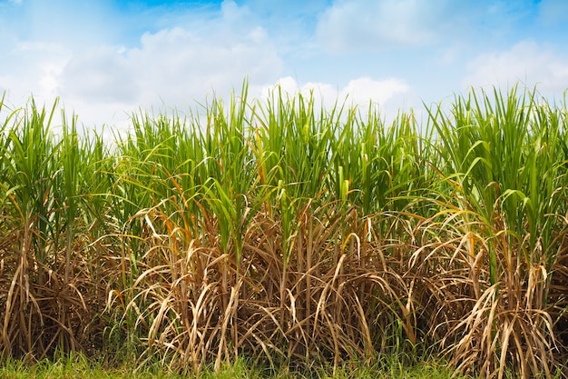 Sugarcane production of sugar industry in farm | Premium Photo