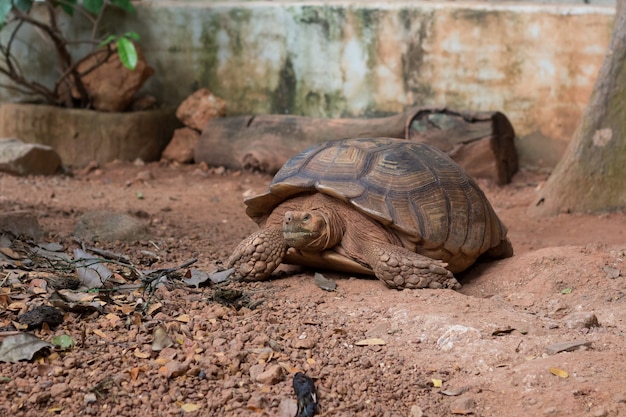 Premium Photo | Sulcata tortoise, african spurred tortoise (geochelone ...