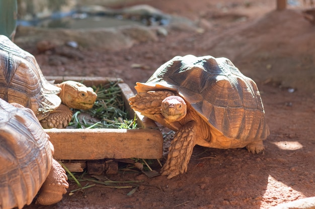 Sulcata tortoise, african spurred tortoise (geochelone sulcata) is one ...