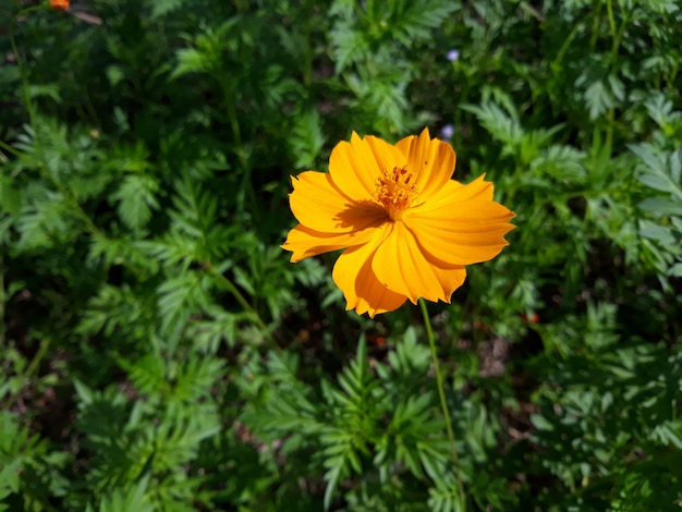 Premium Photo | A sulfur cosmos or yellow cosmos flower in full bloom ...