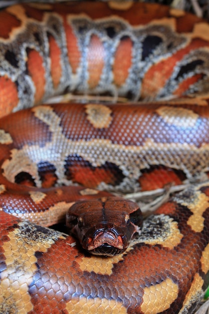 Premium Photo | Sumatran red blood python