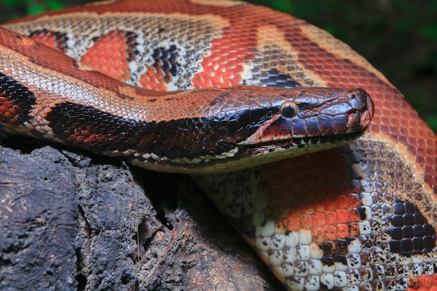 Premium Photo | Sumatran red blood python