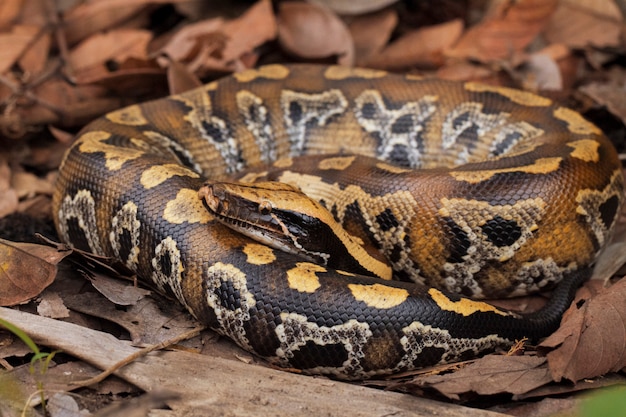 Premium Photo | Sumatran red blood python