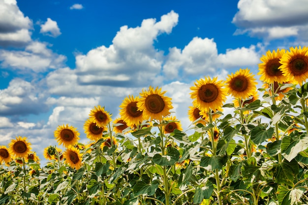 Premium Photo Summer Field Of Sunflowers On A Sunny Day