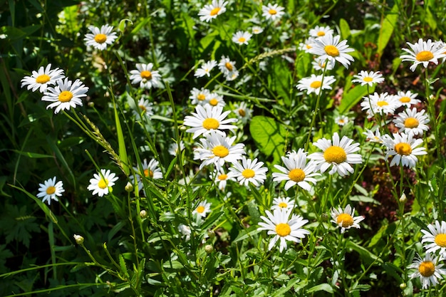 Premium Photo | Summer field of white daisies