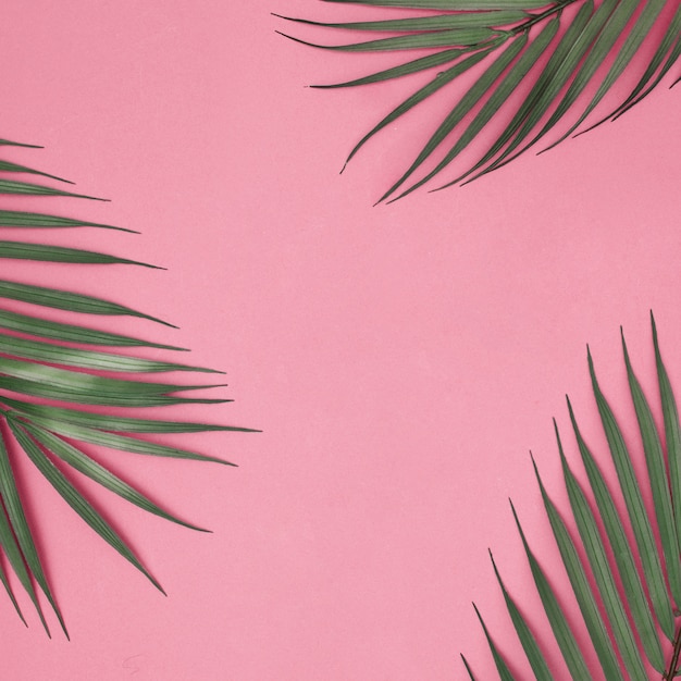 Summer leaves on pink background | Free Photo