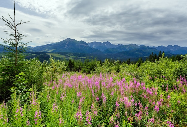 ピンクの花が前に タトラ山脈が後ろにある夏の山の景色 ポーランド プレミアム写真