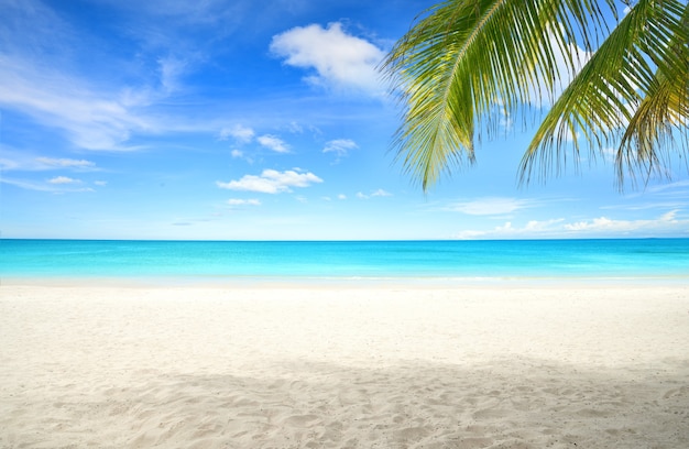Premium Photo | Summer sand beach with coconut palm leaves foreground.