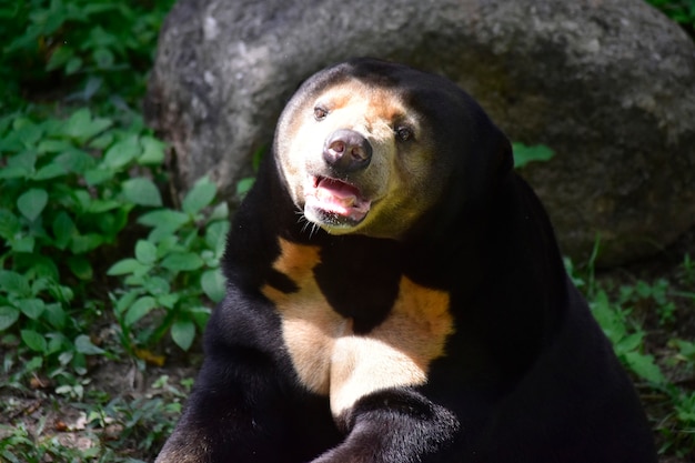 Premium Photo | Sun bear the black body that is in the zoo fence