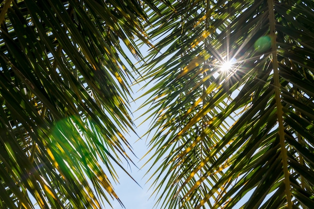 Premium Photo | Sun shining through palm tree leaves