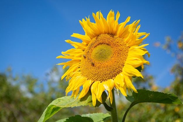 Premium Photo | Sunflower against a blue sky