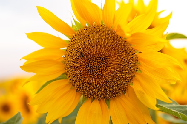 Premium Photo Sunflower Close Up At Sunset Beautiful Natural Wallpaper Soft Focus