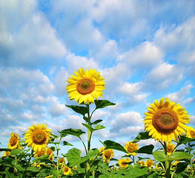 Premium Photo | Sunflower field over cloudy blue sky