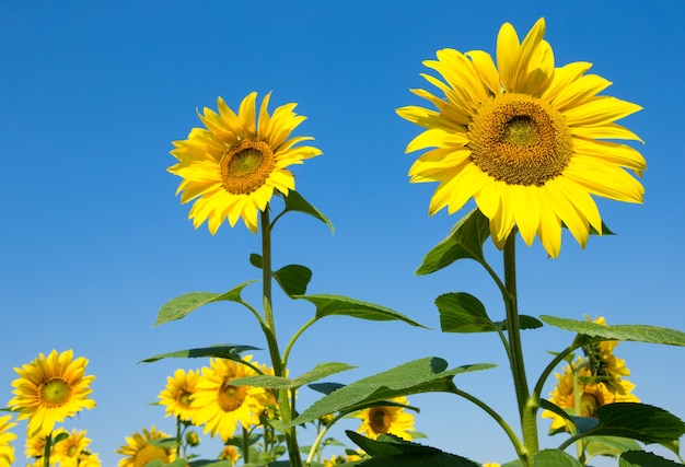 Premium Photo | Sunflower field with cloudy blue sky