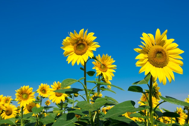 Premium Photo | Sunflower field with cloudy blue sky