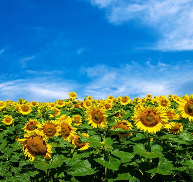 Sunflower field Premium Photo