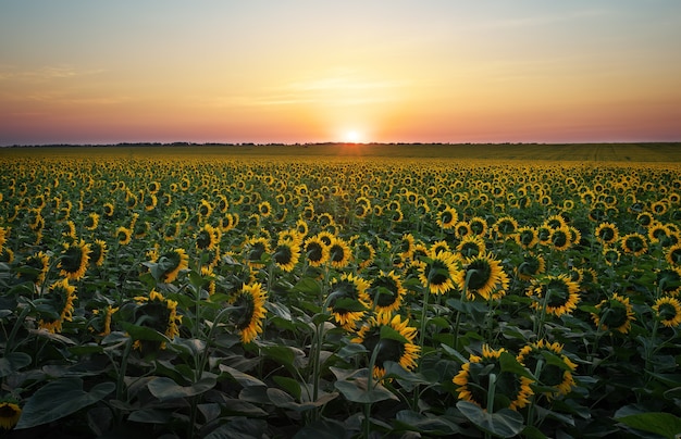 Premium Photo Sunflower Fields In Warm Evening Light Digital Composite Of A Sunrise Over A 8758