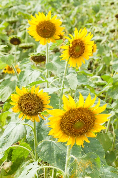 Premium Photo | Sunflower in full bloom