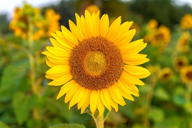 Free Photo | Sunflower natural background, sunflower blooming in spring.