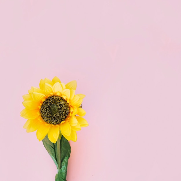 Free Photo | Sunflower on pink background