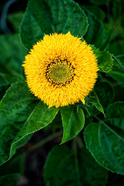 teddy bear holding a sunflower