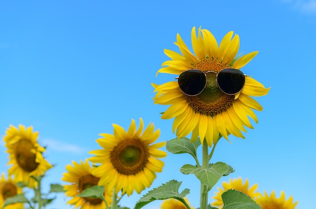 Premium Photo Sunflower Wearing Sunglasses In Sunflower Field