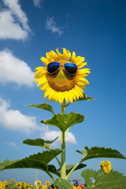 Premium Photo Sunflower Wearing Sunglasses