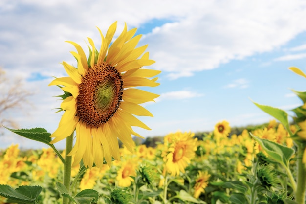 Premium Photo | Sunflower in winter with the blue sky.