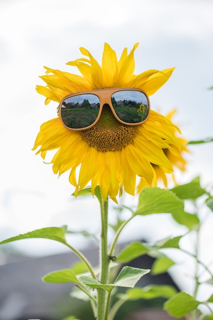 Premium Photo Sunflower With Glasses On The Field