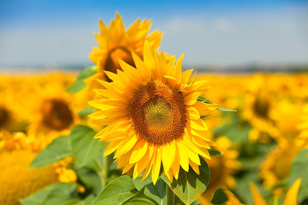 Premium Photo | Sunflowers field. bright blue sky. horizontal shot