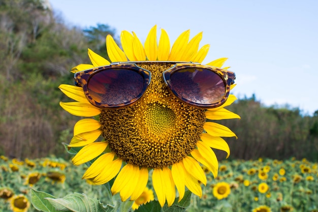 Premium Photo Sunglasses And Sunflower