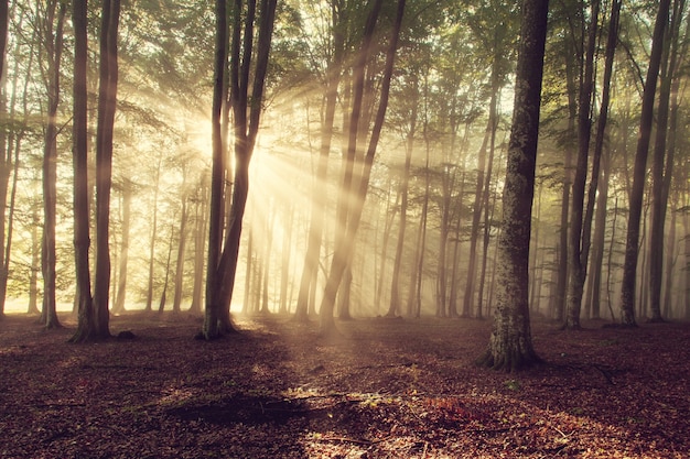 Sunlight in the forest Free Photo